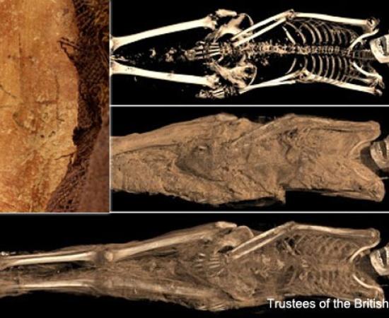 Egyptian mummies with tattoo of Archangel Michael