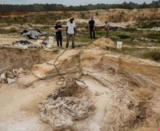 Researchers and volunteers with the Florida Museum of Natural History have discovered the ancient remains of several gomphotheres (elephant ancestors) at a fossil site in North Florida. Source: Kristen Grace/Florida Museum