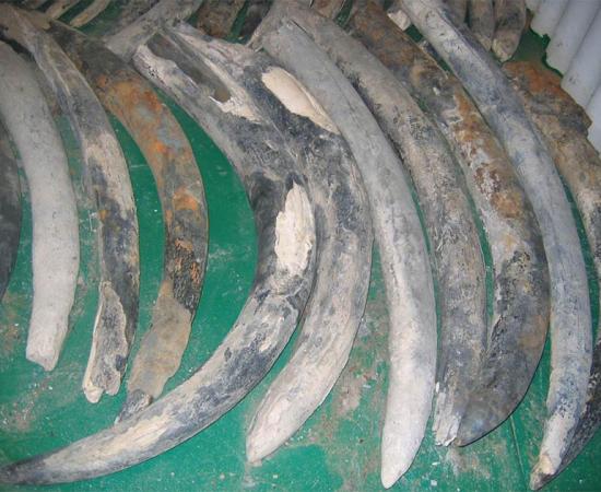 Landmark Study Reveals Elephant Tusk Origins Of 16th Century Shipwreck 