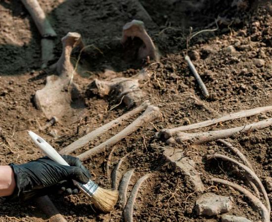 Excavating ancient human skeleton, representational image. Source: Microgen / Adobe Stock.
