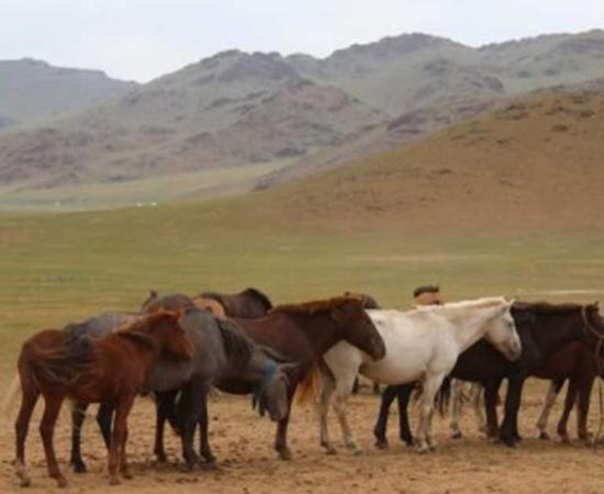 Horses congregate near a deer stone site in Bayankhongor, in central Mongolia's Khangai mountains. 