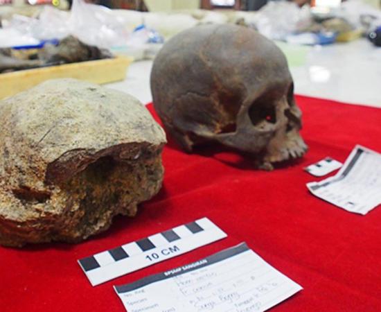 Homo erectus Skull Discovered in Central Java Provides More Evidence for Ancient Hominids in the Area