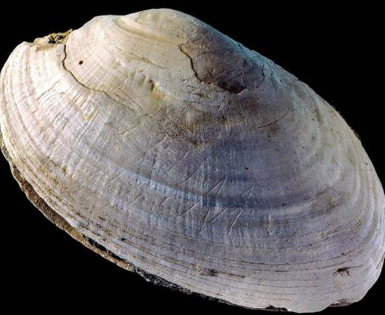 This etched shell from Java was found at the site where Homo erectus was discovered