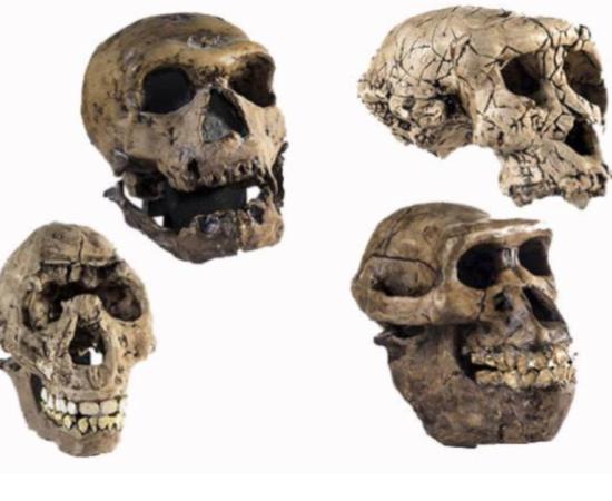 Plaster reconstructions of skulls of human ancestors