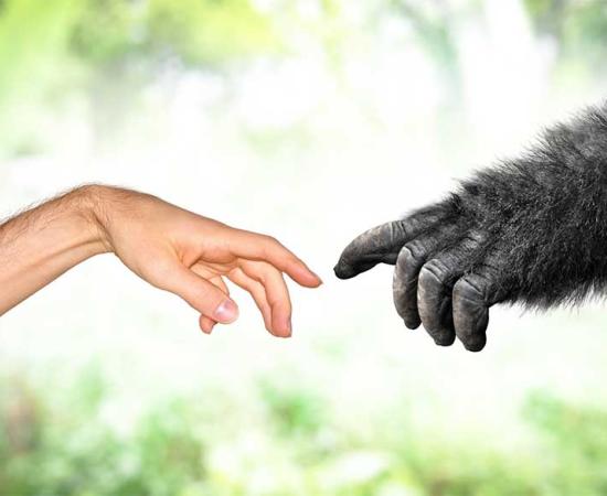 Evidence for a Great Evolutionary Leap Finally Found?