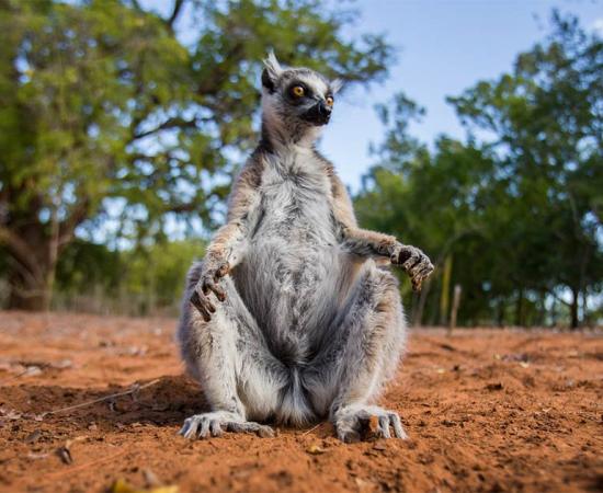The cave painting, believed to represent the now extinct giant sloth lemur, was discovered in the a limestone cave located in a nature reserve in western Madagascar. Source: gudkovandrey / Adobe Stock