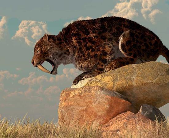 A saber-toothed cat stands atop a boulder on a grassy plain. Credit: Daniel / Adobe Stock