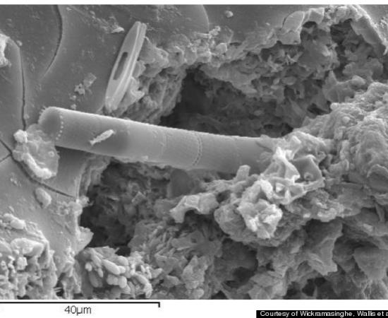 Extraterresterial Life Exists, Scientist Chandra Wickramasinghe Claims