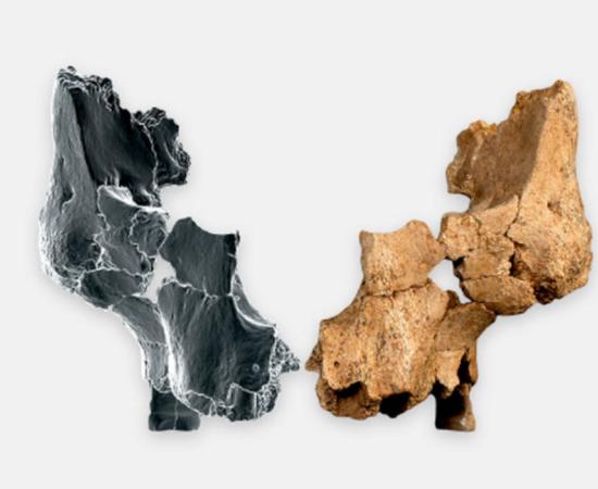 Original fossil of ancient facial bone found in Sima del Elefante cave, alongside a 3-D image. 