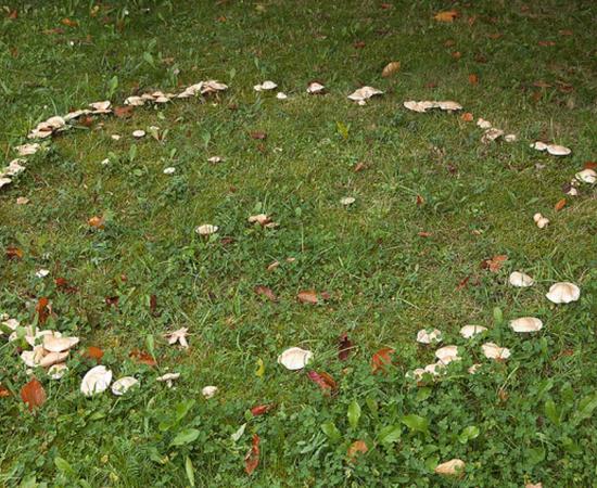 A mushroom ring creating a circle on the grass. These rings were believed to be portals to the fairy realm, and areas of danger. 