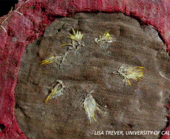 Feathered Shield in Peru Temple