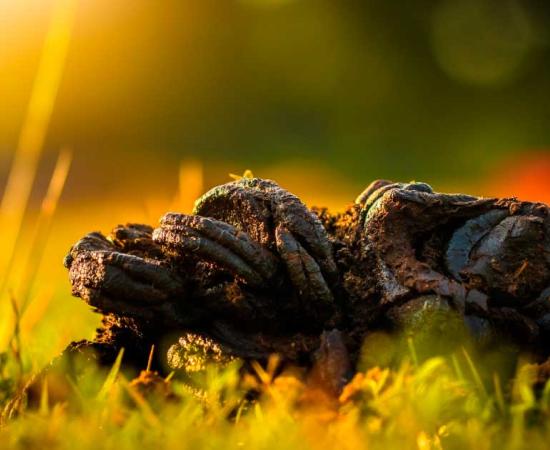 A recent study has revealed that one particular Scottish settlement in the early Neolithic period didn’t use manure-based fertilizers though farmers adjacent to them did. Cow manure like this is still highly recycled and used all over Africa and Asia. Source: wisawa222 / Adobe Stock