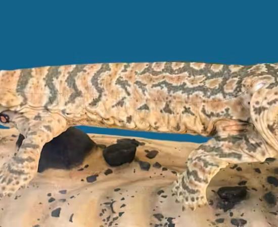 Acanthostega, an early tetrapod that lived about 365 million years ago, was a member of the ancestral stock that gave rise to amphibians and amniotes. 