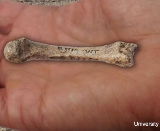 Human Finger Fossil 1.5 million-year-old