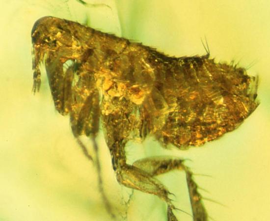 The flea caught in amber 