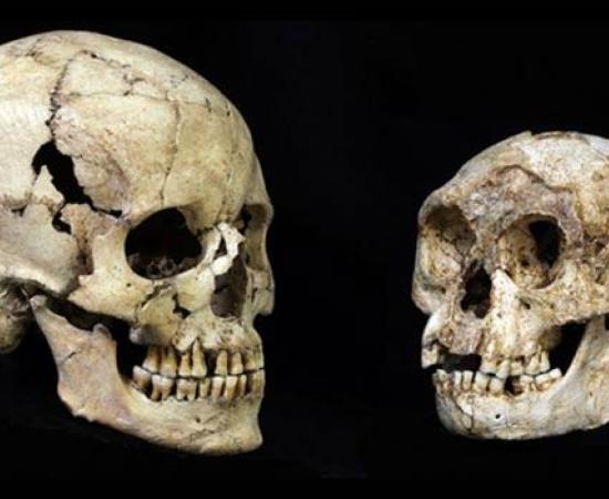 Homo floresiensis
