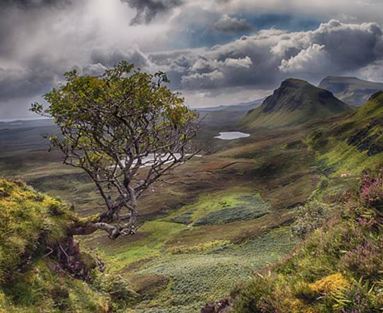 Flying Rowan Tree, Isle of Skye, Scotland