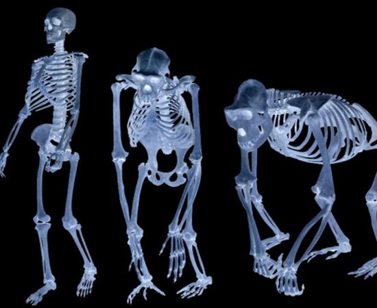 Study of Fossil Apes Sheds New Light on the Human Origins Mystery