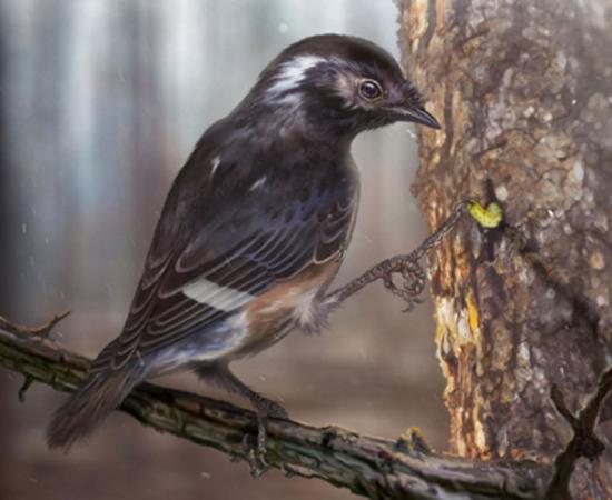 Artists impression of the bird with a third toe 41 per cent longer than the second toe. Source: Zhongda Zhang/Current Biology