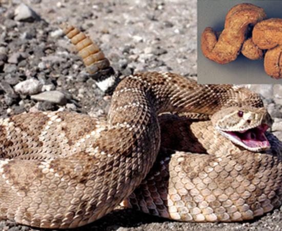 Whole rattlesnake found in human-produced coprolites.