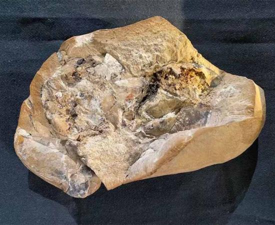 Using the latest technology, the researchers were able to examine the Gogo fish fossil (show here) and identify its 380-million-year-old, 3D preserved fossilized heart. (Yasmine Phillips, Curtin University / Western Australia Museum)