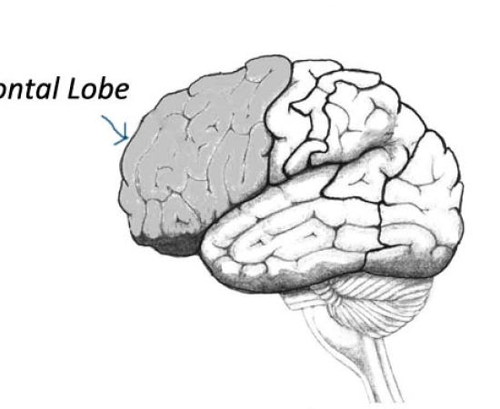 Frontal Lobe and Human Evolution