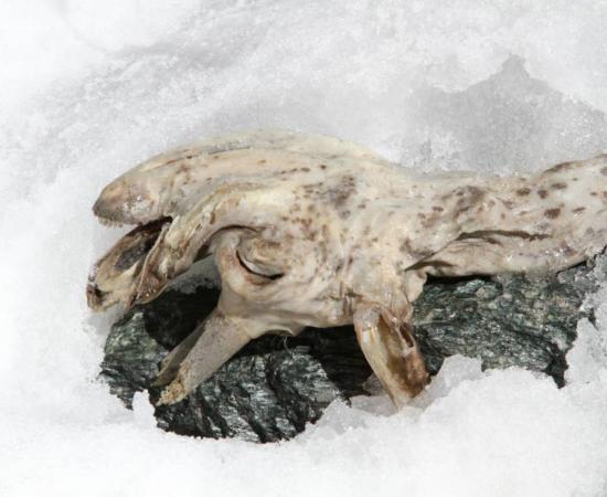 What will this frozen goat teach us about famous human ice mummies? 