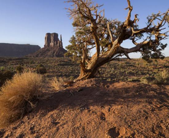 Genome of Native American Ancestry