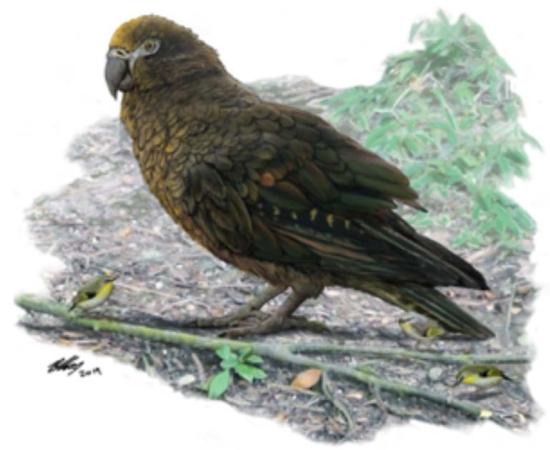 3 Foot Tall Parrot Species Discovered On New Zealand, Island Of Feathered Giants
