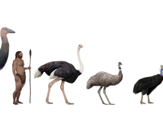 Pachystruthio dmanisensis, new species of giant bird has been discovered. Source: nicolasprimola / Adobe Stock.