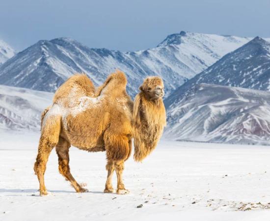 This fat and shaggy Bactrian camel in a mountain landscape more or less captures the image of the extinct giant camel.	Source: ilyaska / Adobe Stock