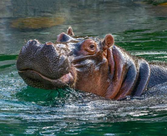 A modern-day giant hippo (Hippopotamus amphibious) in water. Source: jwjarrett / Adobe Stock