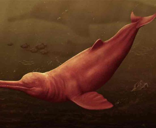 Pictorial reconstruction of Pebanista yacuruna in the murky waters of the Peruvian proto-Amazon. Source: Jaime Bran/University of Zurich