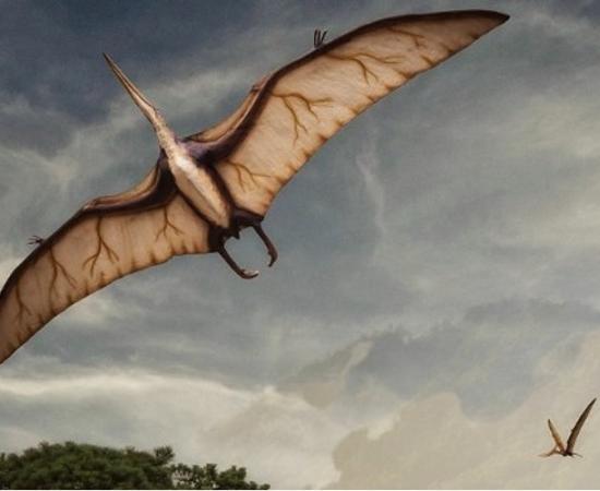 Pterosaur in flight.