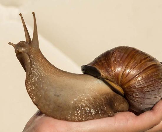 The new research revealed that the giant snails were cooked on hot embers by hunter-gatherers in southern Africa thousands of years ago. (Gorodenkoff / Adobe Stock)