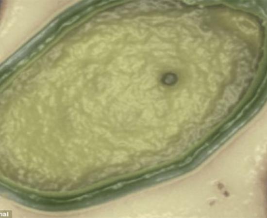 Extraterrestrial virus