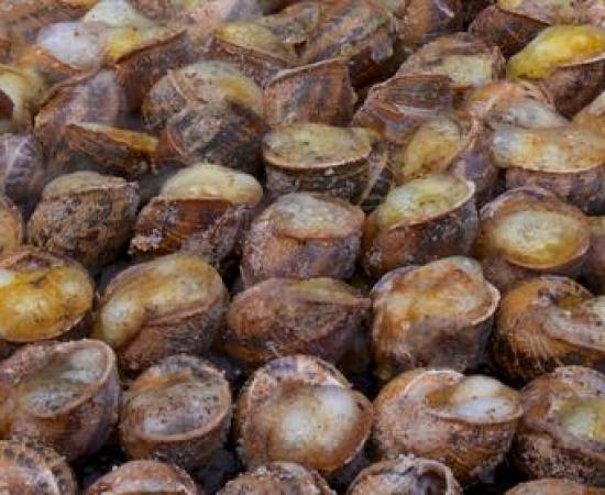 Pyrenean glass snails - human migration