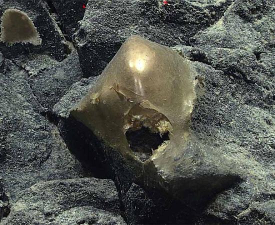 The unidentified golden orb discovered on the Alaskan sea floor. Source: NOAA Ocean Exploration