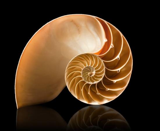 The golden ratio in a shell