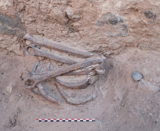 Set of shackles found on floor inside room of a building at site of ancient Egyptian gold mining village of Ghozza.
