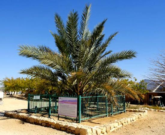 The ancient Judean date palm tree has been resurrected