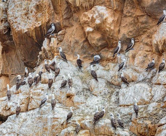‘White Gold’ Seabird Guano Sustained Life in Ancient Atacama