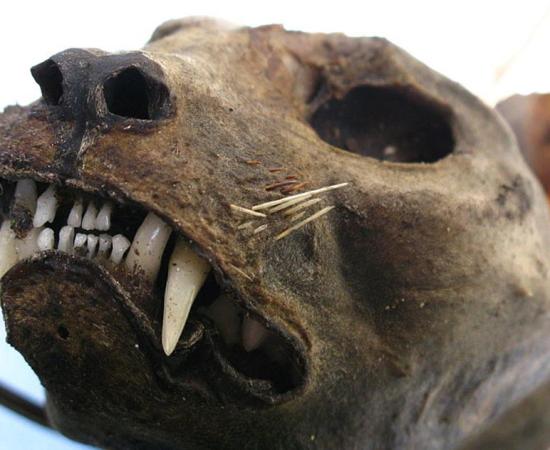 The head of a mummified cat 
