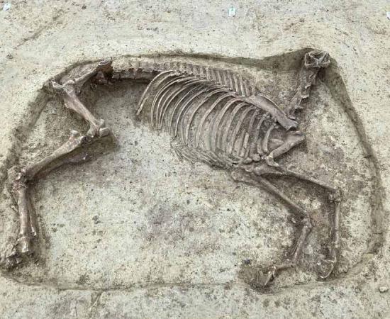 The remains of the headless horse found in an elite Merovingian grave in Knittlingen, Germany.		Source: Folke Damminger / Baden-Wuerttemberg State Office for Monument Preservation in the Stuttgart Government Presidium