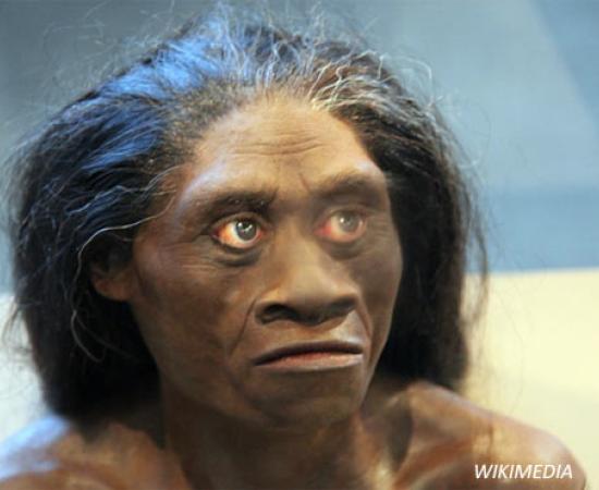 Ancient "Hobbit" Looked Like Humans