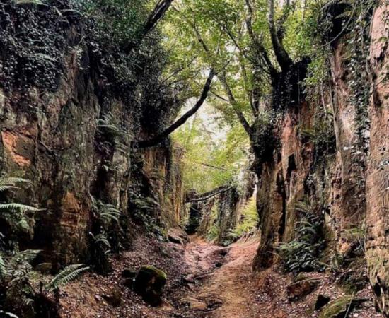 Shute's Lane Holloway, near Bridport, Dorset, England. Source: Natural England