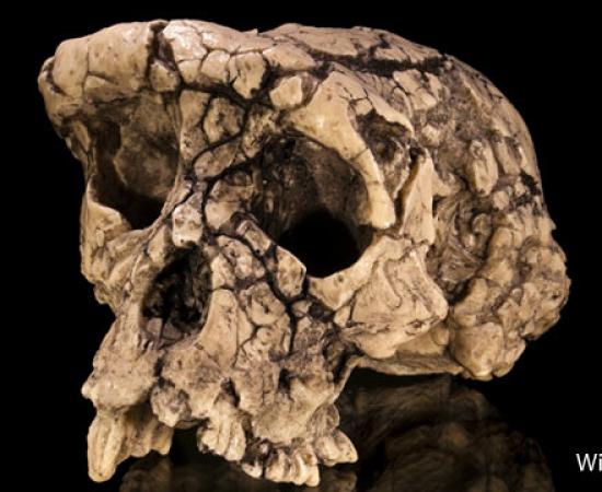 Hominids in Africa