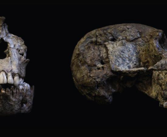 The teeth in these Australopithecus africanus skulls contain important evidence about the nutrition of these individuals as they grew up. Source: Luca Fiorenza, Fair Use
