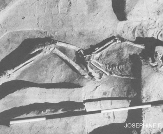 Homo Sapiens Sapiens