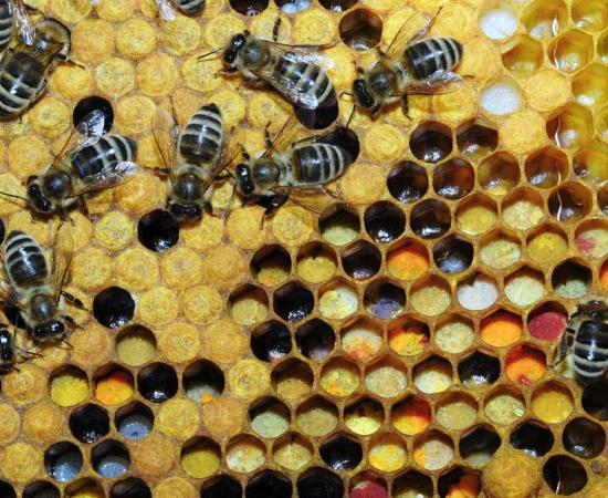 Apis mellifera or honeybees working on the comb